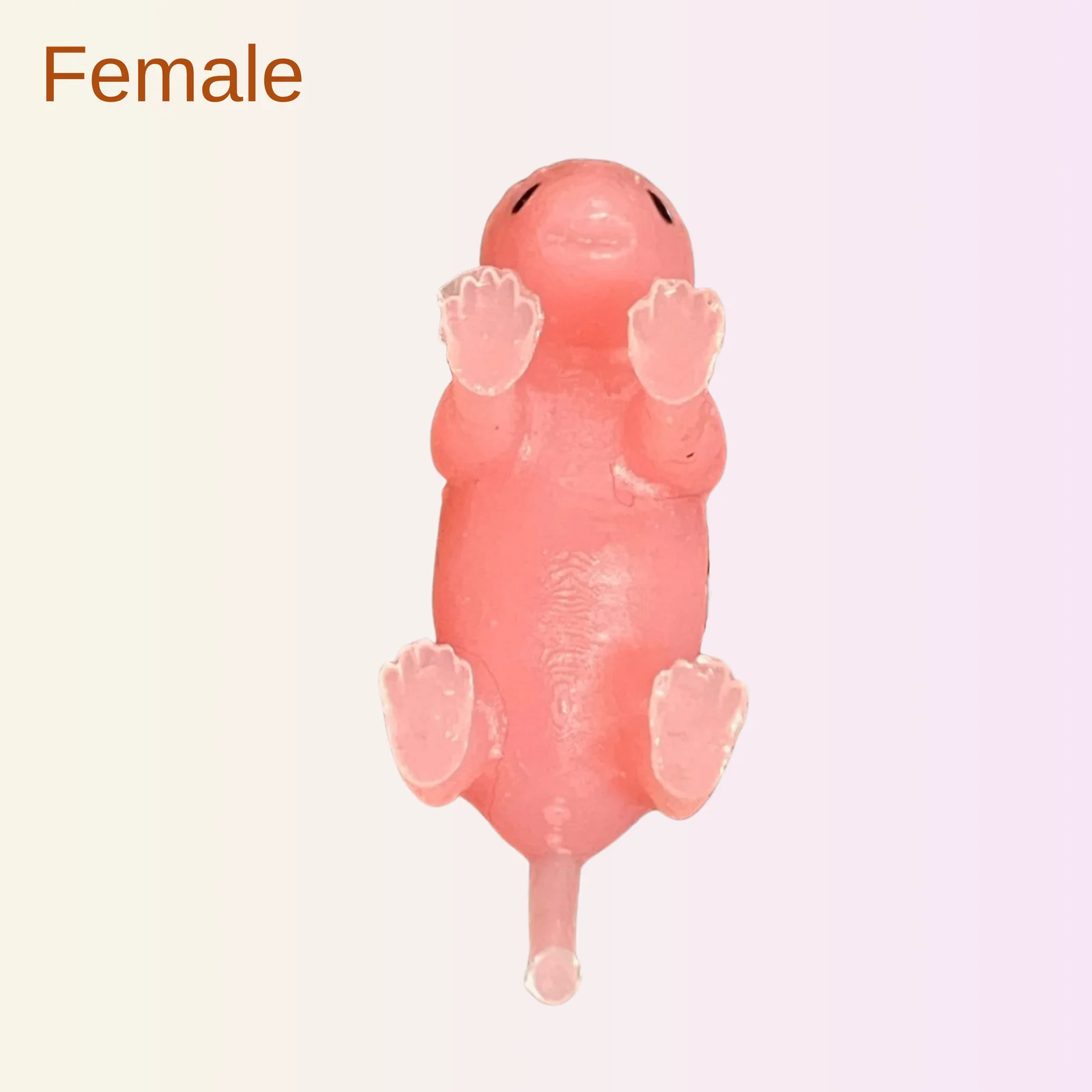 محاكيات الفأر حديث الولادة Teenie Mouse