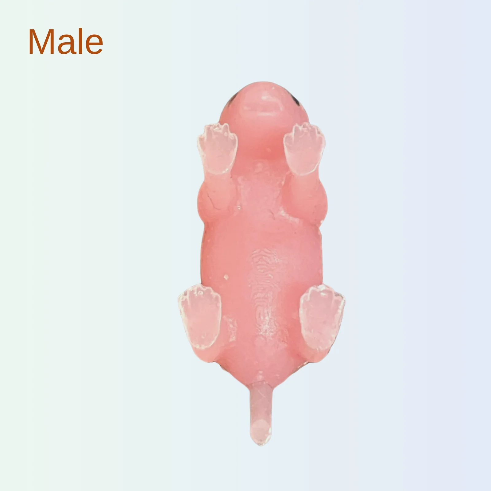محاكيات الفأر حديث الولادة Teenie Mouse