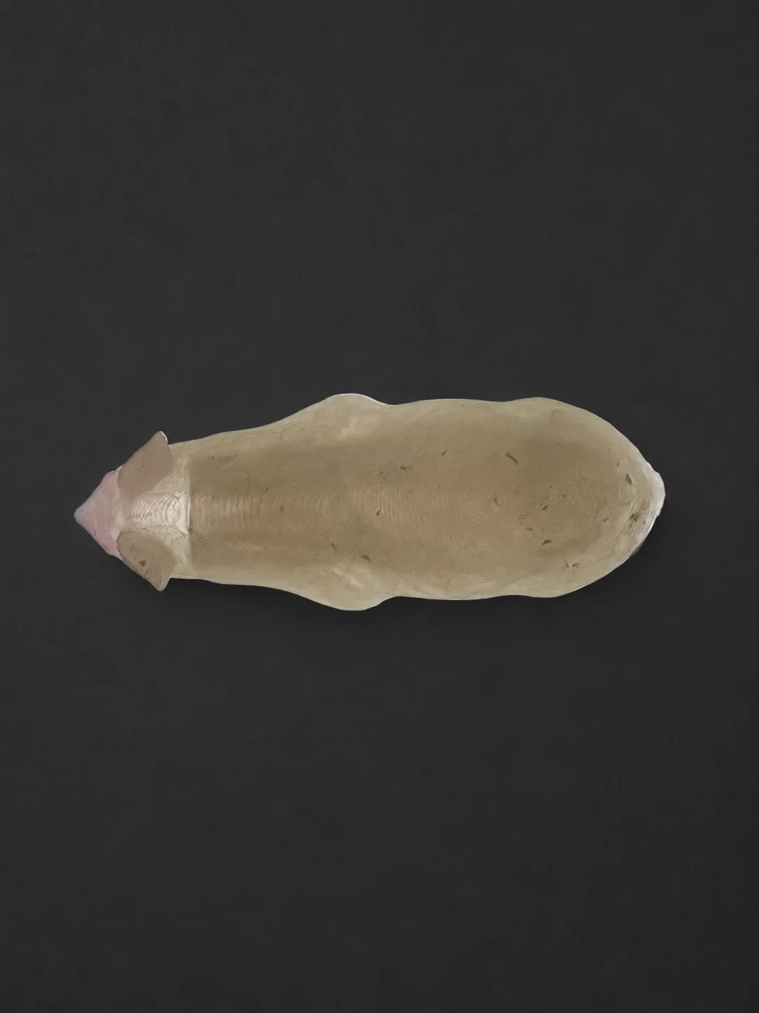 محاكي الفأر الكامل Humaneway LaboPal بجلد شفاف